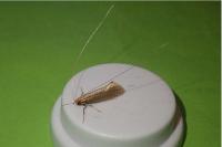 Nematopogon swammerdamella