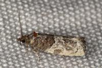 Phaneta pauperana