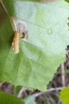 Coleophora serratella