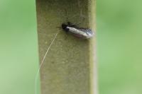 Adela reaumurella