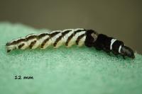 Helcystogramma rufescens