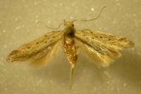 Metzneria hilarella