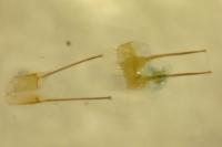 Metzneria hilarella