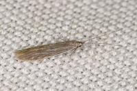 Coleophora otidipennella