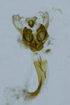 Coleophora otidipennella