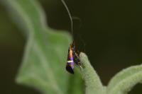 Adela australis