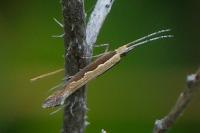 Plutella xylostella