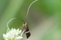 Adela australis