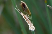 Plutella xylostella