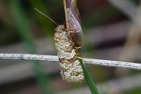 Isotrias