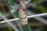 Isotrias