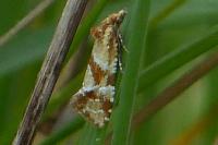 Aethes hartmanniana/piercei