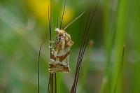 Aethes hartmanniana/piercei
