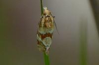 Aethes hartmanniana/piercei