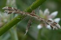 Oxyptilus