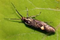 Esperia sulphurella