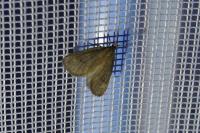 Bijugis bombycella