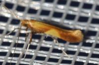 Caloptilia robustella