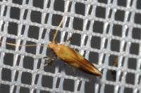 Caloptilia robustella