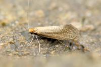 Nematopogon adansoniella