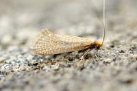 Nematopogon adansoniella