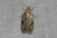 Agonopterix alstroemeriana
