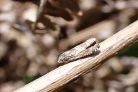 Grapholita jungiella