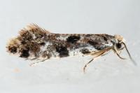 Nemapogon