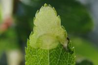 Lyonetia prunifoliella