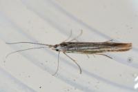 Coleophora