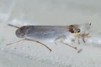 Leucoptera