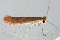 Phyllonorycter messaniella