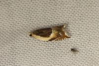 Ancylis badiana