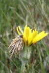 Ptilocephala albida