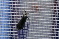 Adela reaumurella