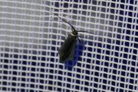 Adela reaumurella