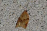 Clepsis consimilana