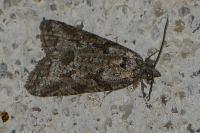 Cnephasia