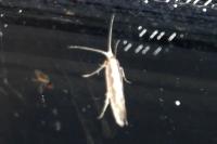 Plutella xylostella