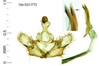 Coleophora glaucicolella