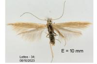 Coleophora glaucicolella