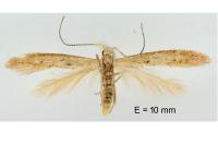 Coleophora salicorniae