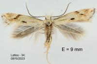 Elachista contaminatella