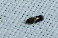 Stigmella atricapitella
