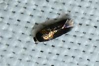 Stigmella atricapitella
