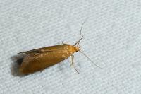 Crassa tinctella