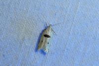 Mirificarma cytisella