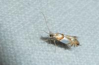 Phyllonorycter roboris
