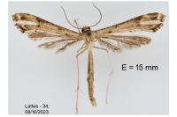Stenoptilodes taprobanes