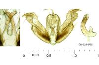 Stenoptilodes taprobanes